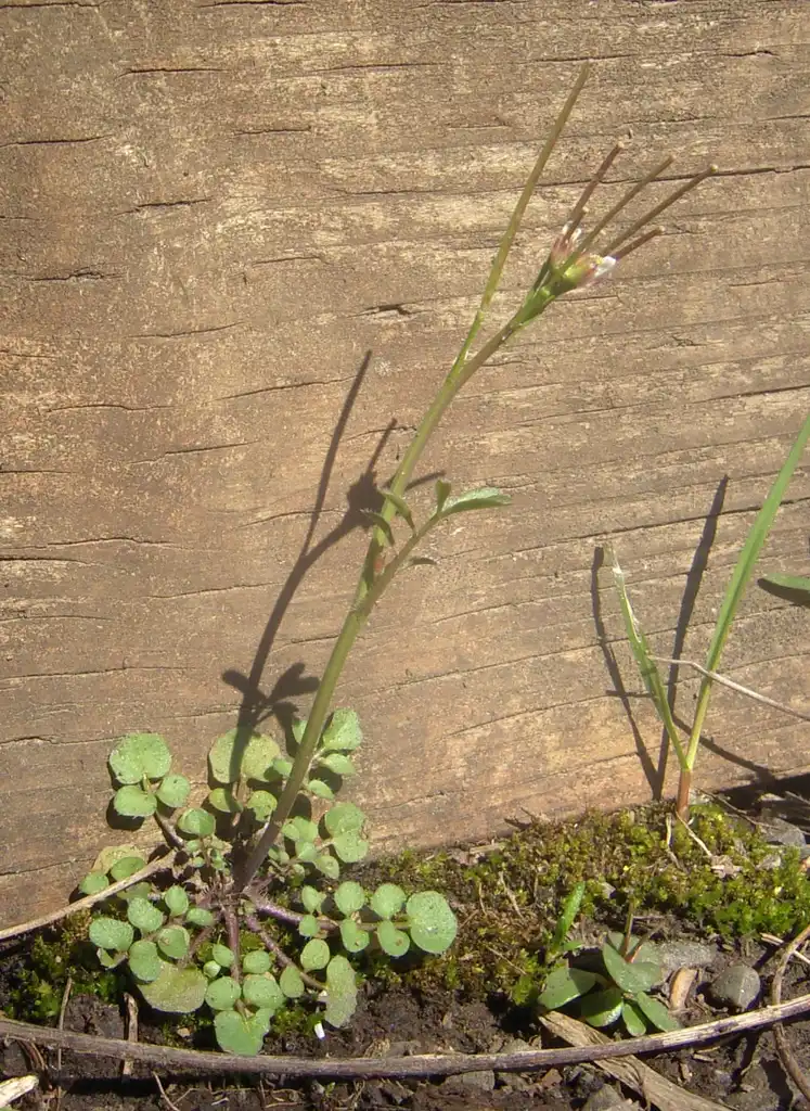 Photo of Cardamine - Cardamine hirsuta habit:born1945