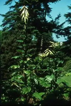 Photo of Cardiocrinum (Cardiocrinums)