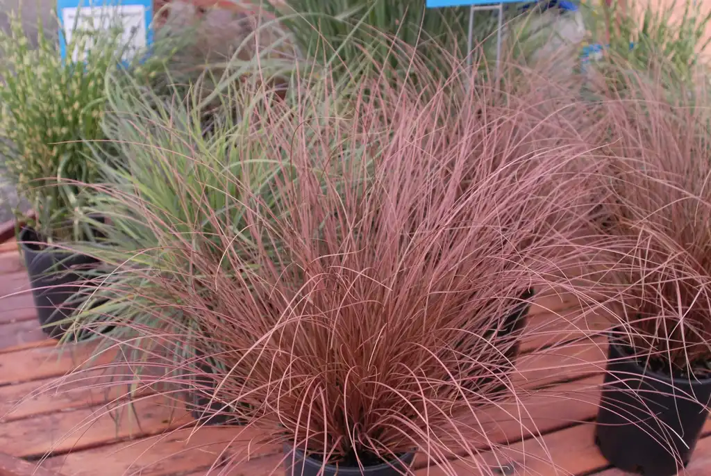 Фото Carex buchananii (Carex buchananiis)