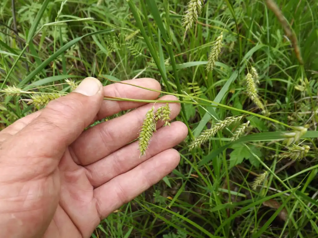 Фото Carex cherokeensis (Carex cherokeensiss)
