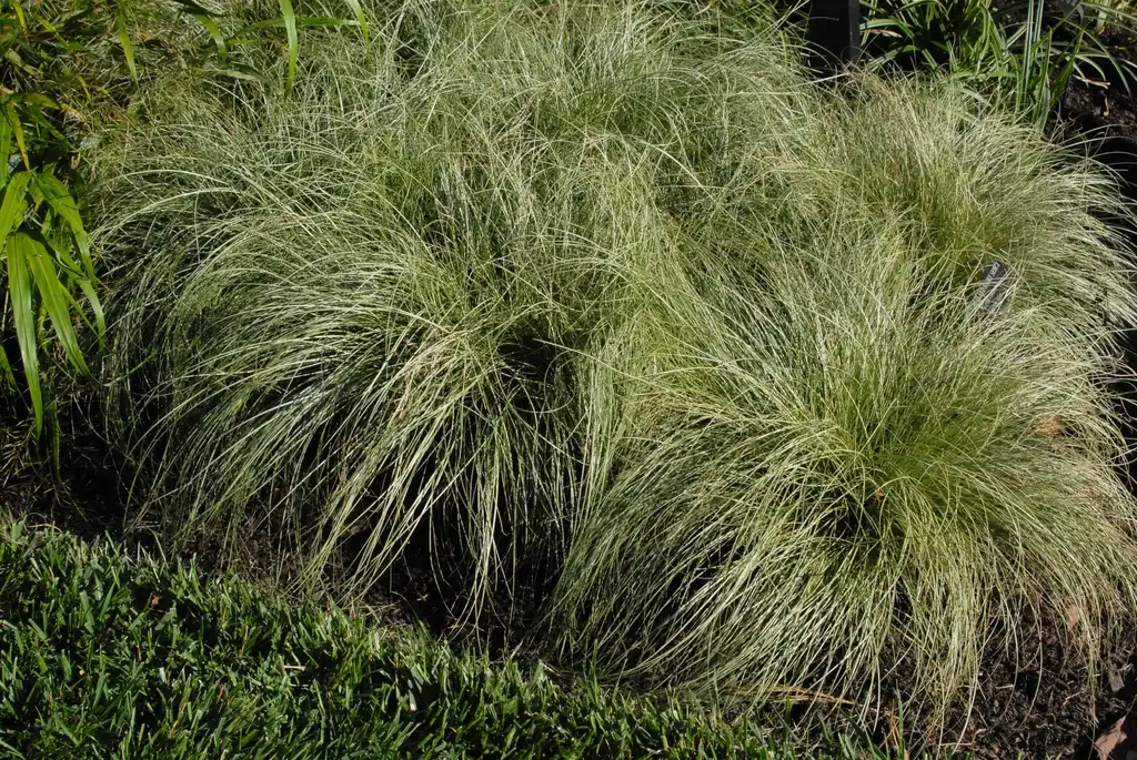 Фото Carex comans (Carex comanss)