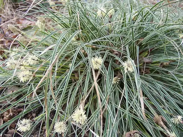 Photo of Carex conica (Carex conicas)