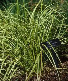 Foto de Carex dolichostachya 'Kaga Nishiki' (Carex dolichostachya 'Kaga Nishiki's)