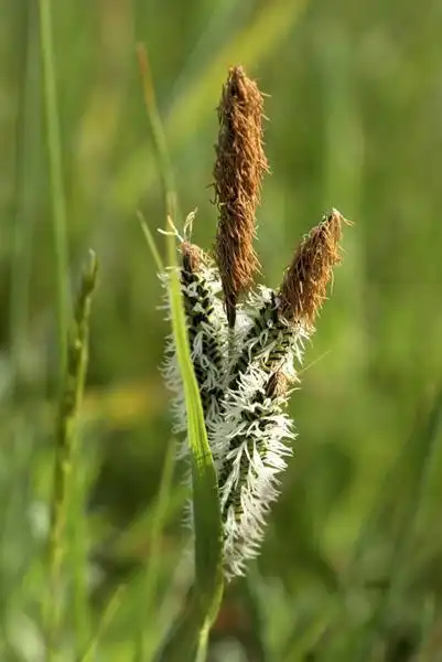 Photo of Carex elata (Carex elatas)