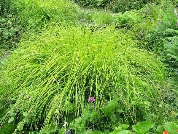 Photo of Carex elata (Carex elatas)