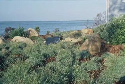 Photo of Carex firma (Carex firmas)