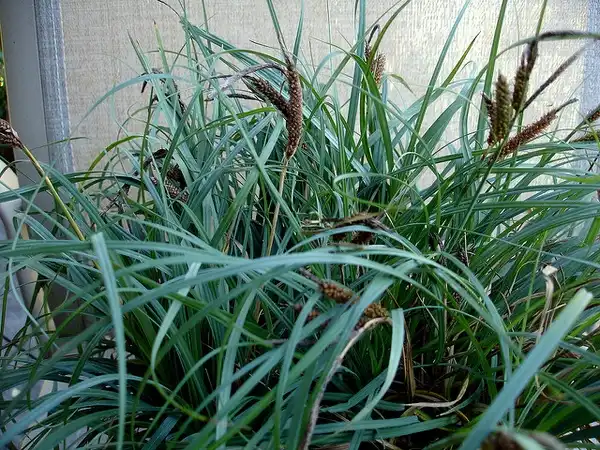 Photo of Carex firma (Carex firmas)