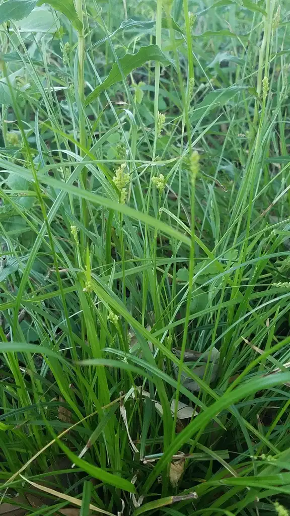 Foto de Carex flaccosperma (Carex flaccospermas)