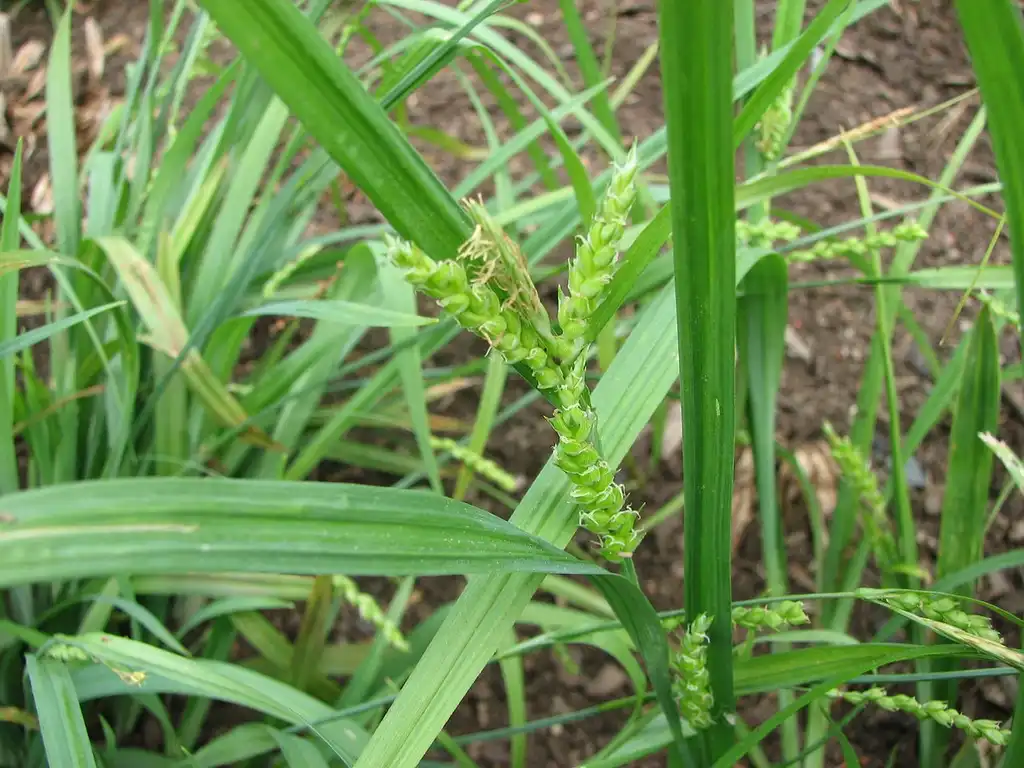 Foto de Carex flaccosperma (Carex flaccospermas)