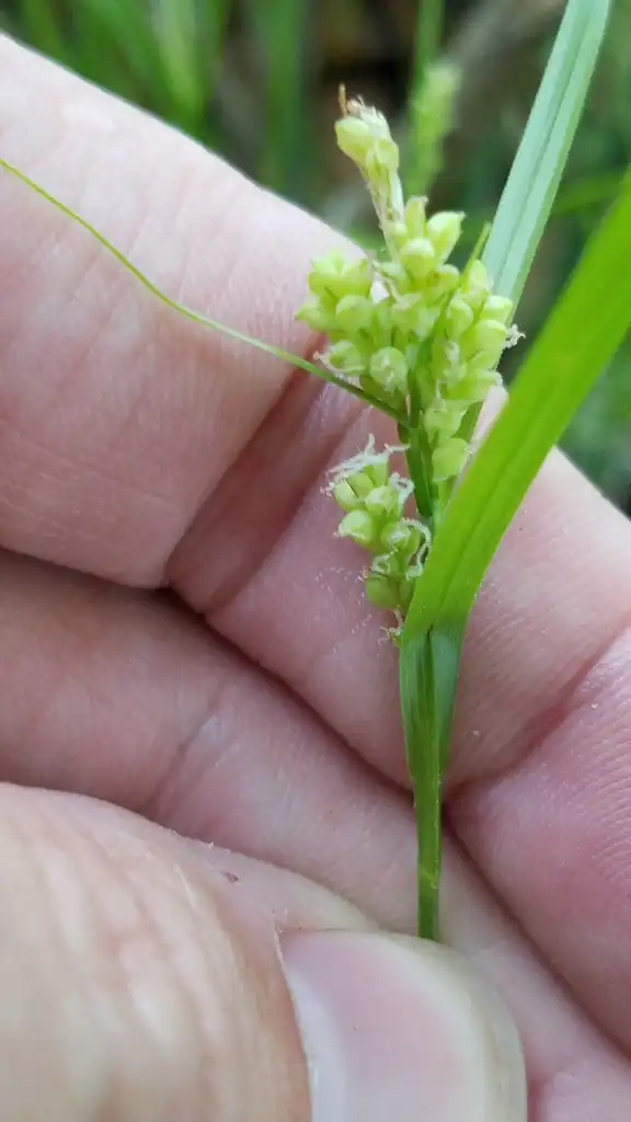 Foto de Carex flaccosperma - Flowers/fruit:forstwalkr
