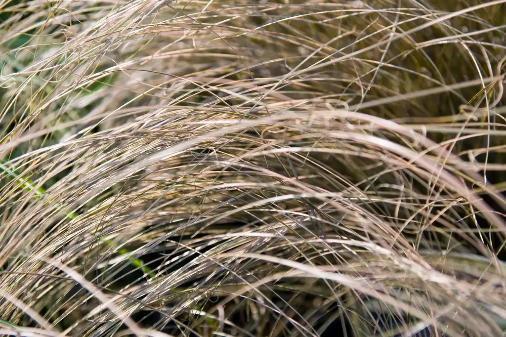 Foto de Carex flagellifera 'Toffee Twist' (Carex flagellifera 'Toffee Twist's)