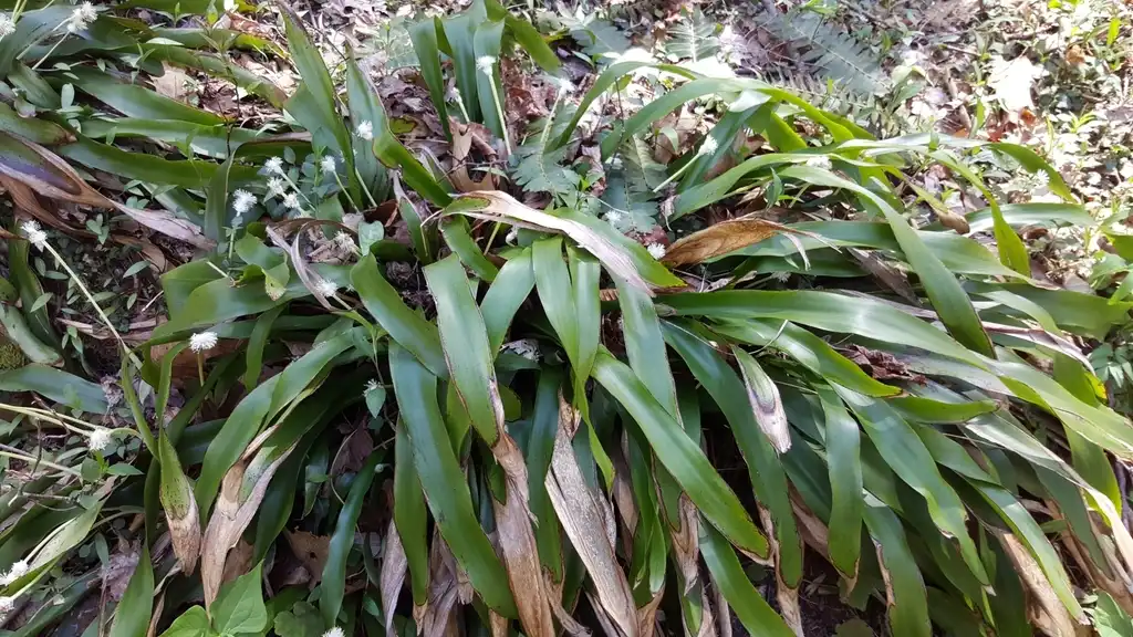 Фото Carex fraseriana (Carex fraserianas)