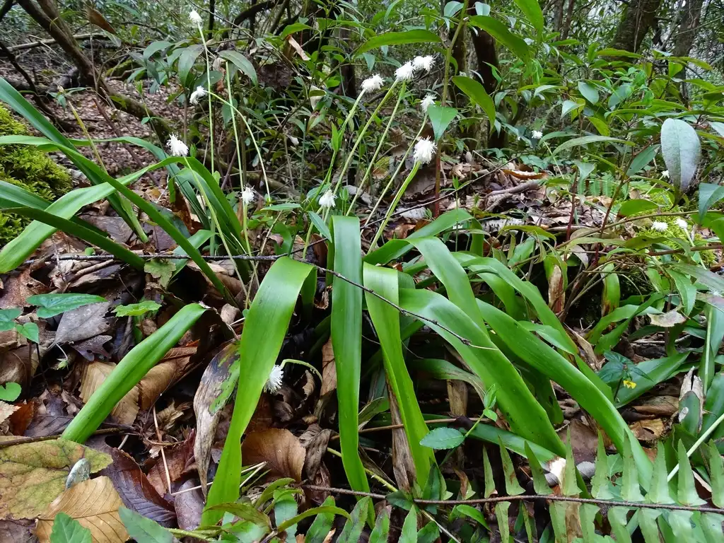 Фото Carex fraseriana (Carex fraserianas)