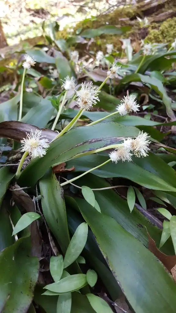 Фото Carex fraseriana - Flowers:Falyn Owens