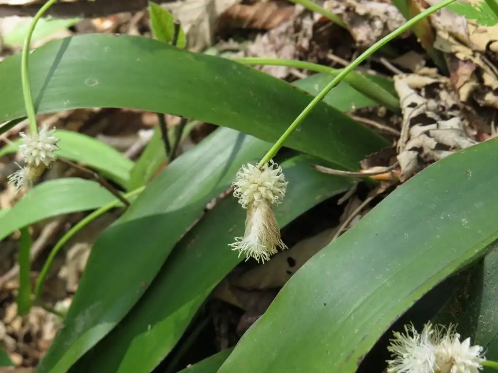 Фото Carex fraseriana - Leaves:Evan Rashin