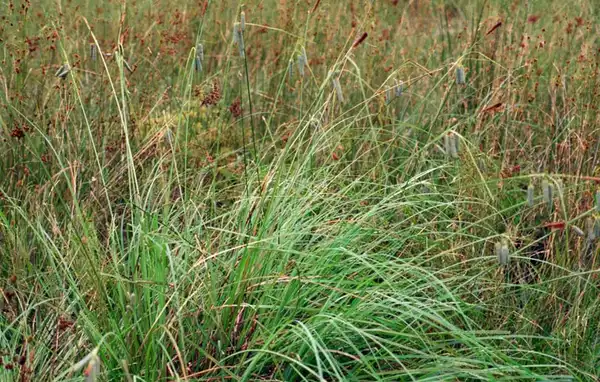 Photo of Carex glaucescens (Carex glaucescenss)
