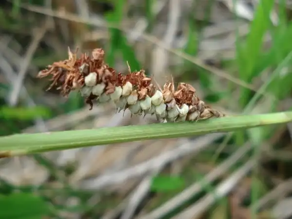 Photo of Carex glaucescens (Carex glaucescenss)