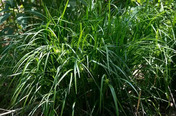 Photo of Carex grayi (Carex grayis)