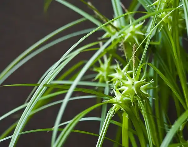 Photo of Carex grayi (Carex grayis)
