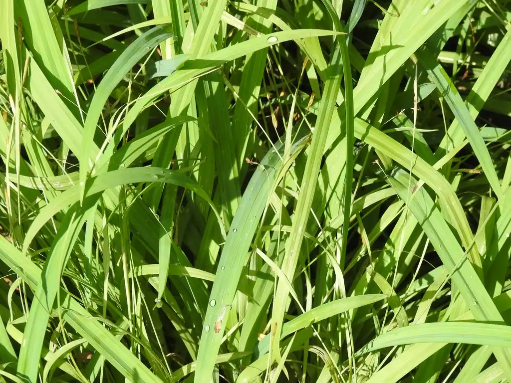 Foto de Carex laxiculmis 'Bunny Blue' (Carex laxiculmis 'Bunny Blue's)