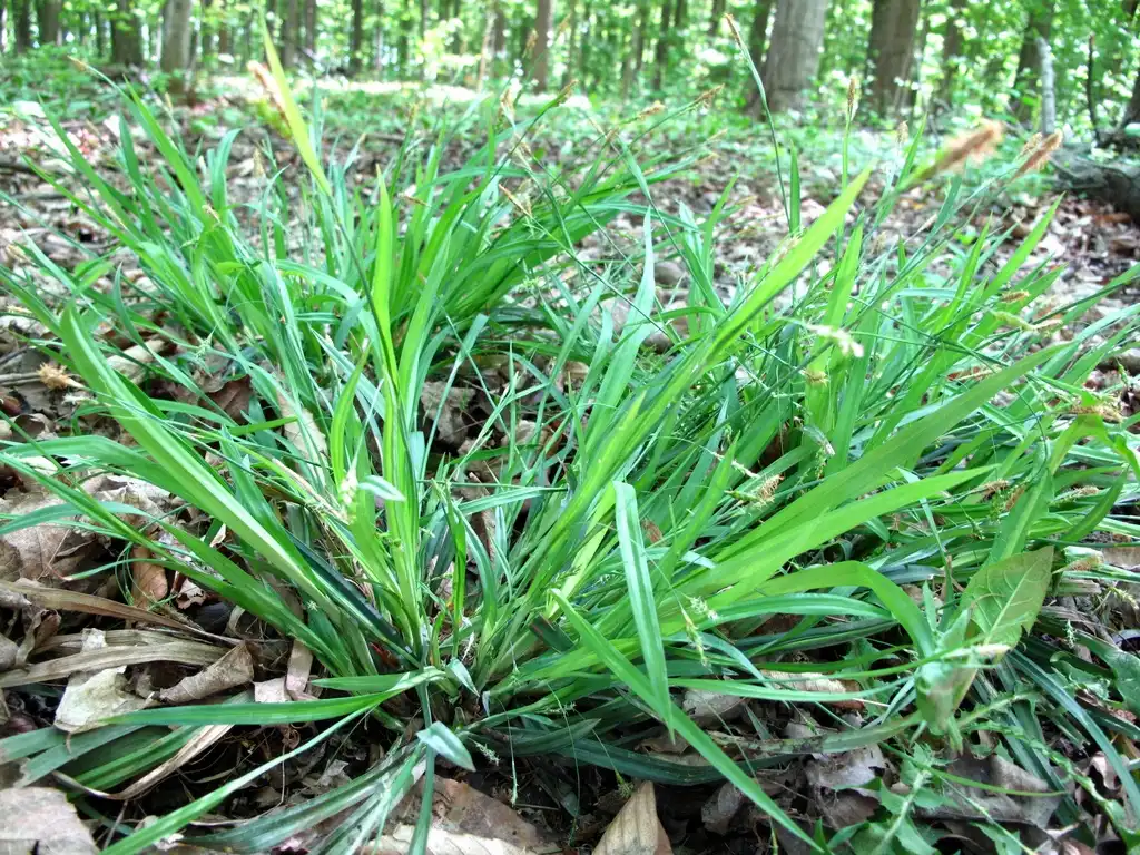 Foto de Carex laxiculmis (Carex laxiculmiss)