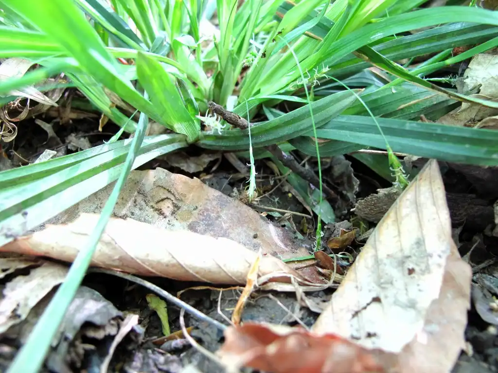 Foto de Carex laxiculmis (Carex laxiculmiss)