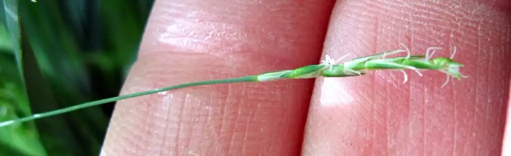 Foto de Carex laxiculmis - Close up of flower:Leanne Wallis