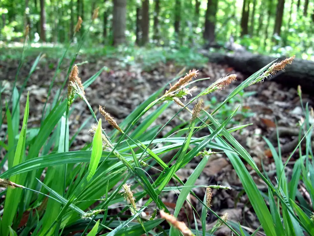 Foto de Carex laxiculmis - Fruit:Leanne Wallis