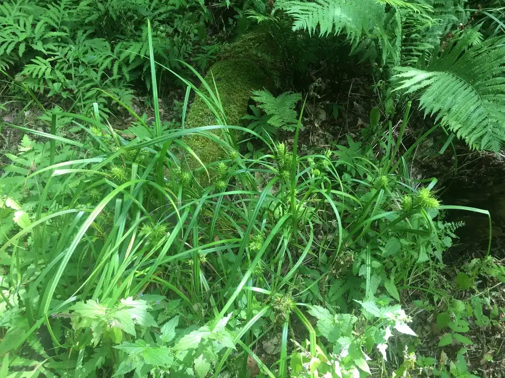 Photo of Carex lupulina (Carex lupulinas)