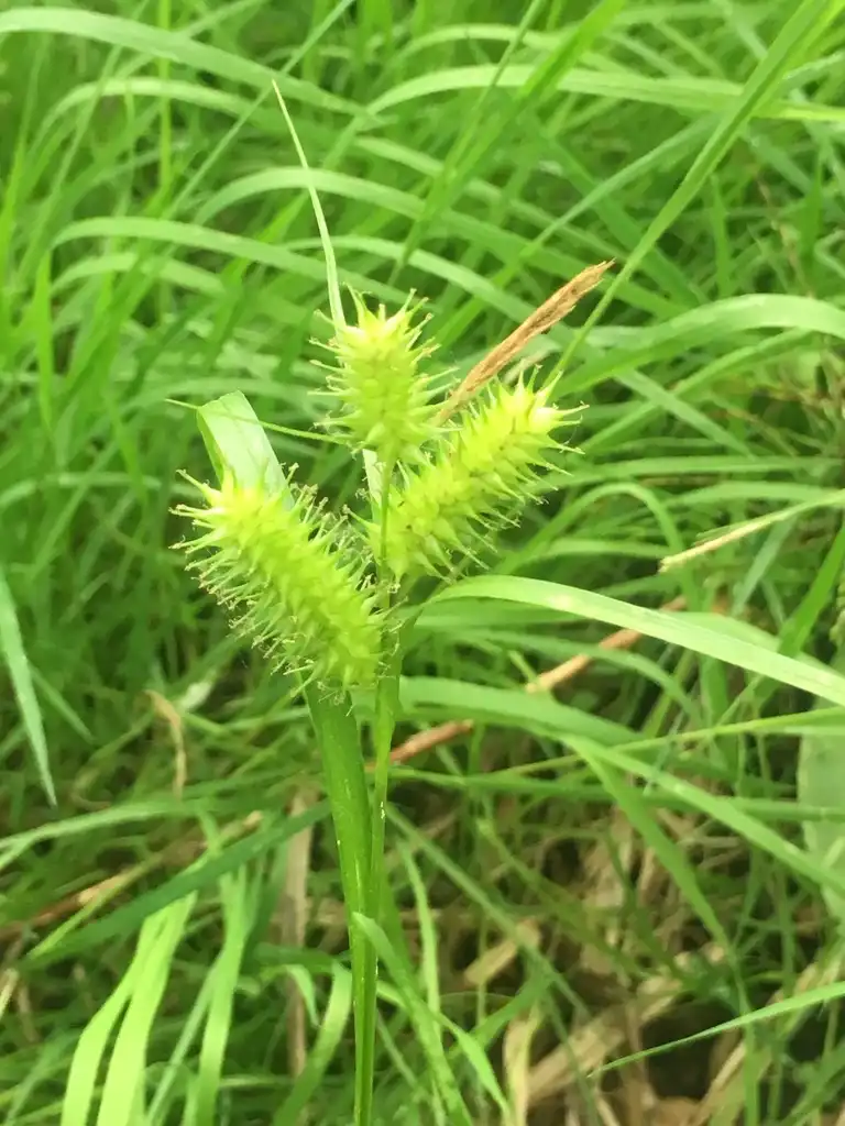 Photo of Carex lupulina (Carex lupulinas)