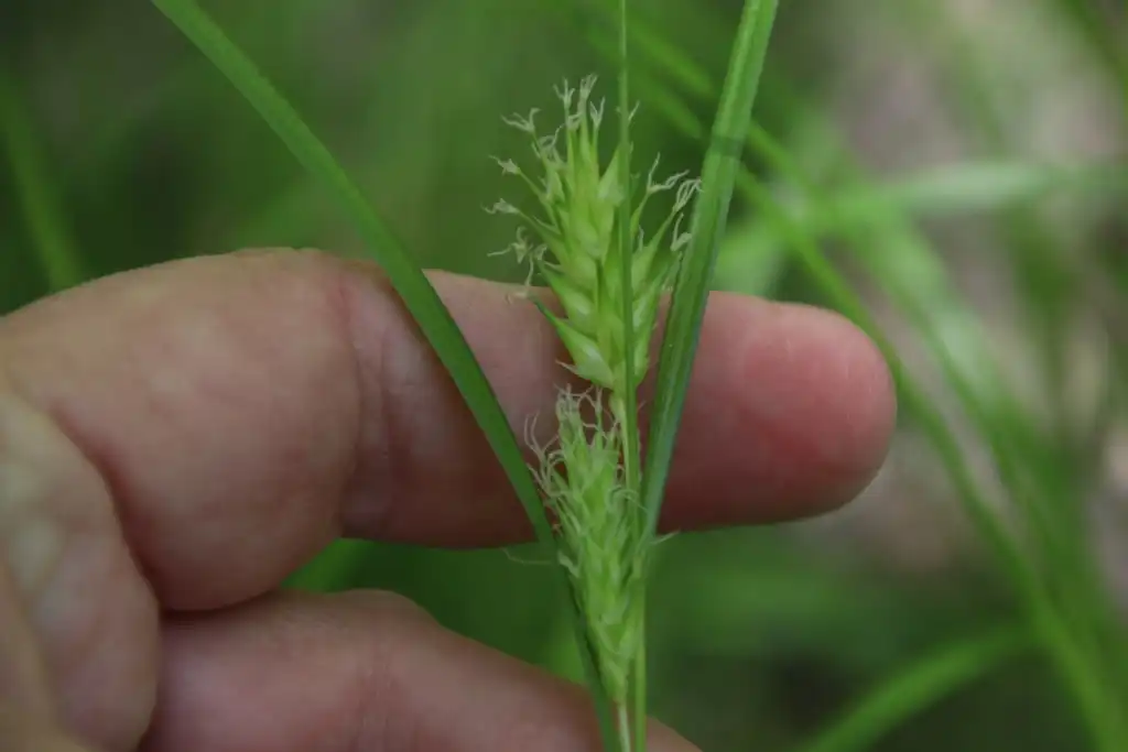 Photo of Carex lupulina - Flowers:Lauren