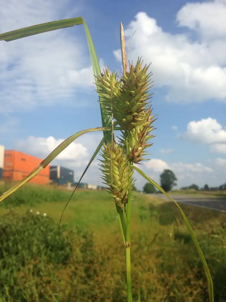 Photo of Carex lupulina - Fruit:Dwayne Estes
