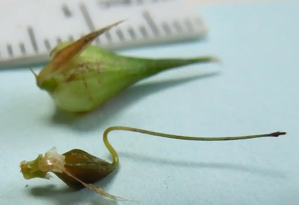 Photo of Carex lupulina - Fruit and seed:Cathy Murray