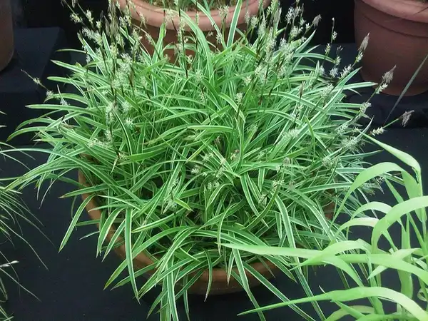 Foto de Carex morrowii 'Ice Dance' (Carex morrowii 'Ice Dance's)