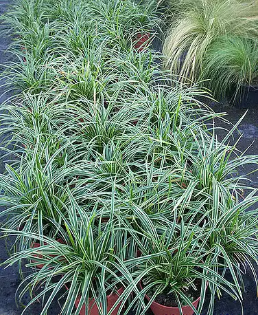 Foto de Carex morrowii 'Ice Dance' (Carex morrowii 'Ice Dance's)