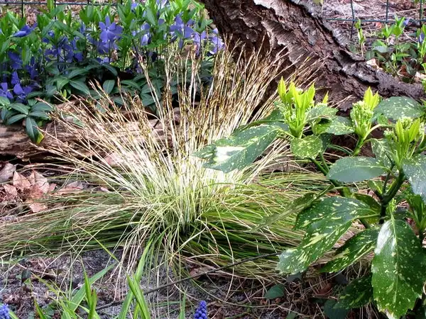 Foto de Carex morrowii var. temnolepis 'Silk Tassel' (Carex morrowii var. temnolepis 'Silk Tassel's)