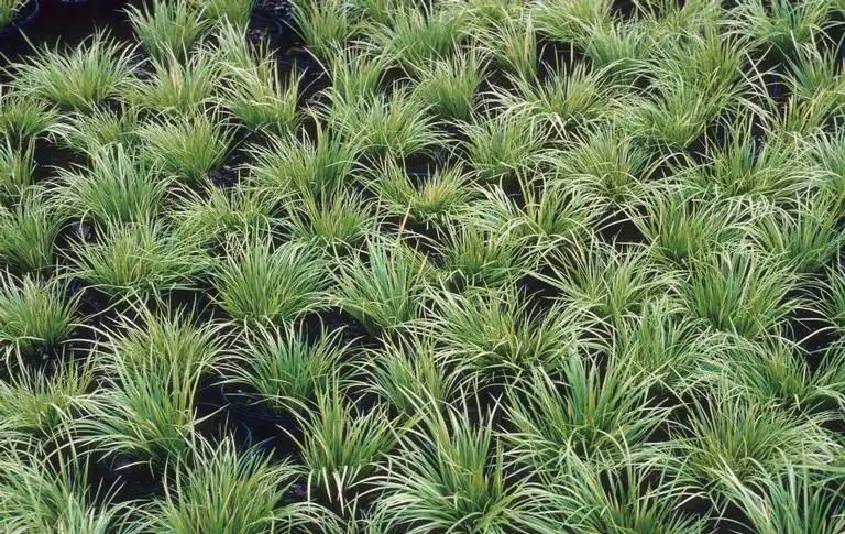 Foto de Carex morrowii var. temnolepis 'Silk Tassel' (Carex morrowii var. temnolepis 'Silk Tassel's)