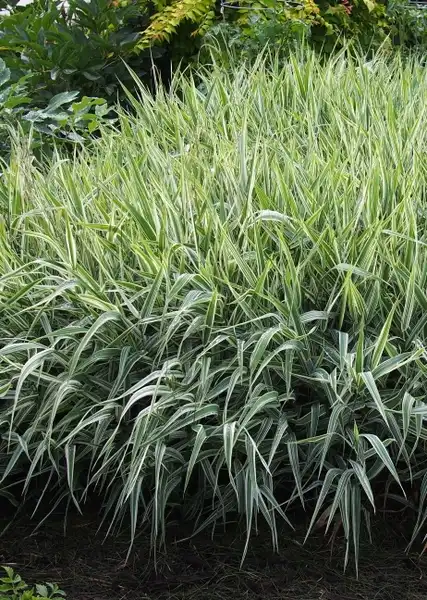 Фото Carex morrowii (Carex morrowiis)
