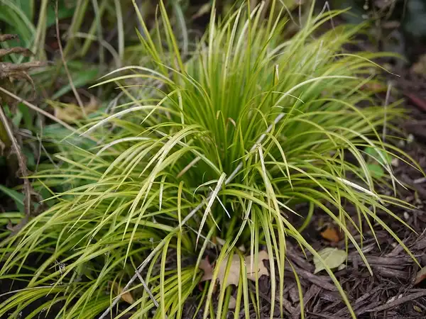 Фото Carex morrowii (Carex morrowiis)