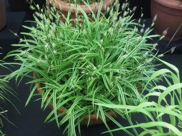 Фото Carex morrowii - In a container.:-Sue Lunton-