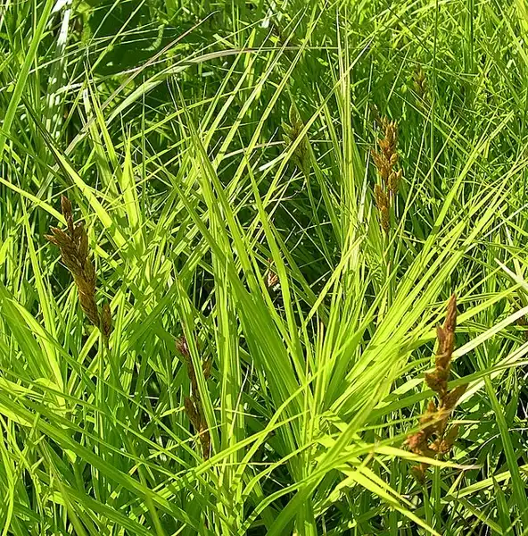 Фото Carex muskingumensis (Carex muskingumensiss)