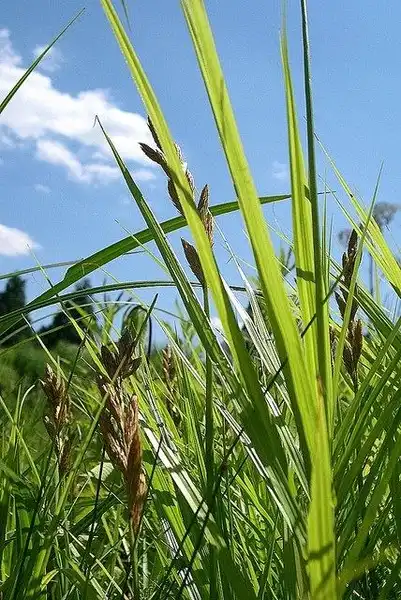 Фото Carex muskingumensis (Carex muskingumensiss)