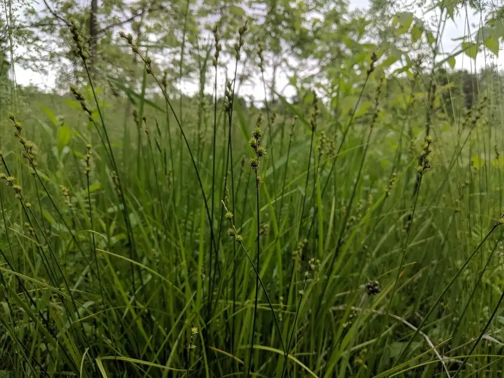 Photo of Carex normalis (Carex normaliss)