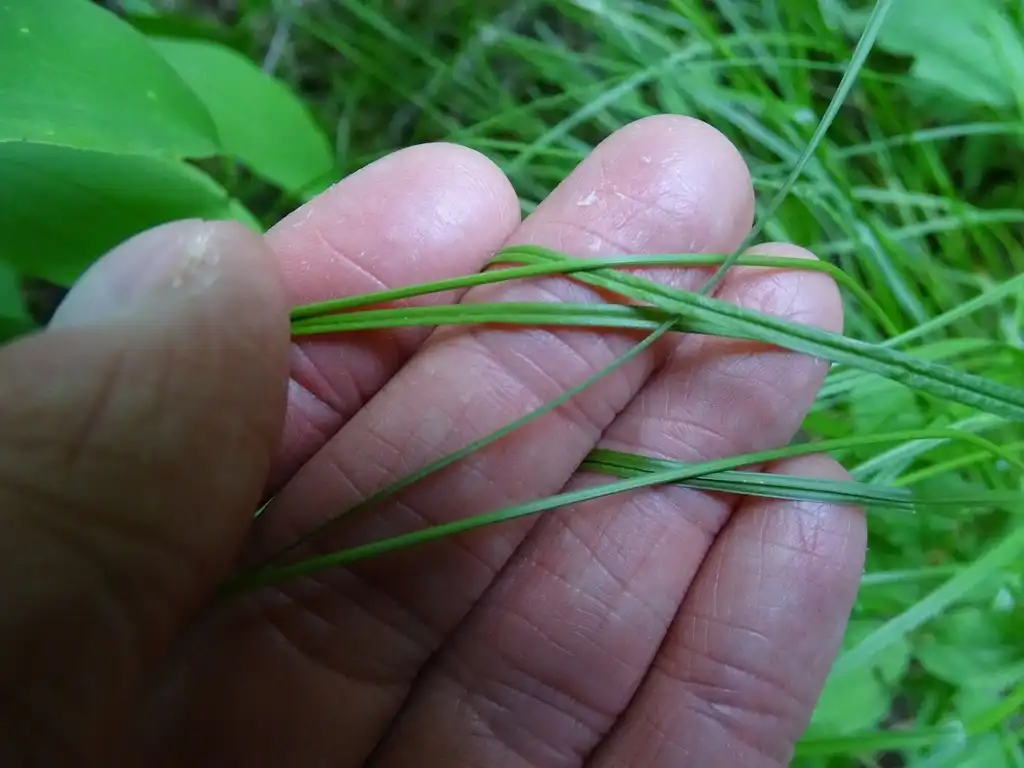 Photo of Carex normalis (Carex normaliss)
