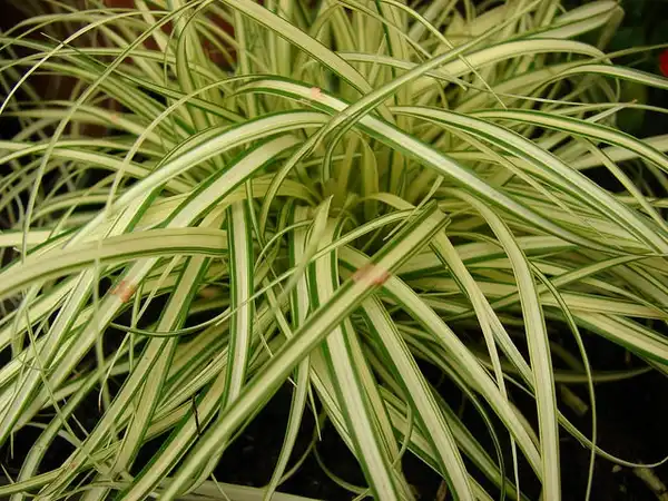 Фото Carex oshimensis (Carex oshimensiss)
