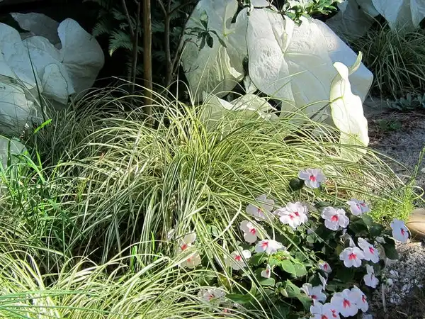 Фото Carex oshimensis (Carex oshimensiss)