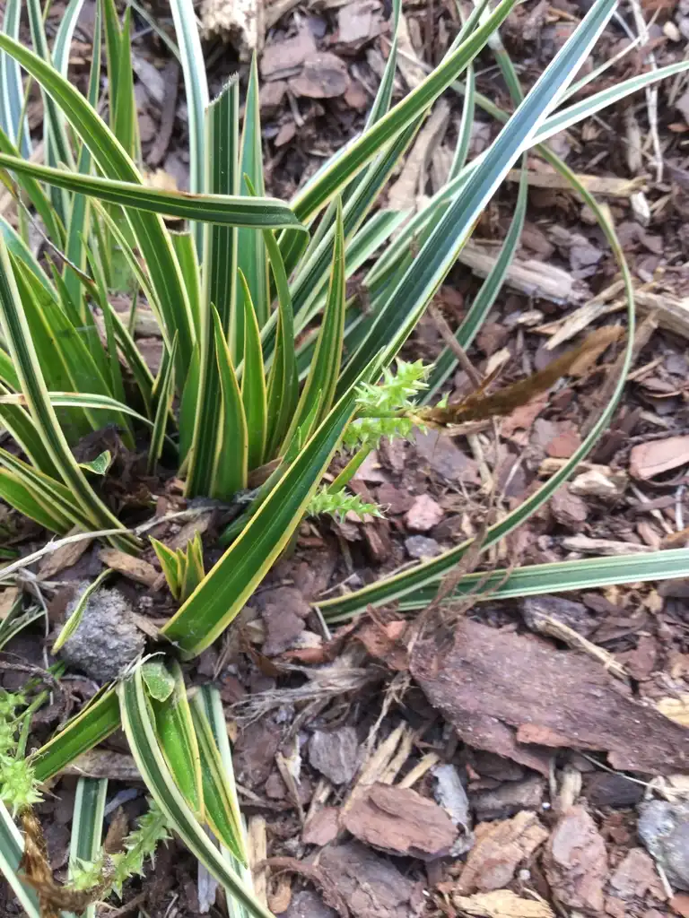 Фото Carex oshimensis - 'Everglow' Leaves Close-Up (Durham County,NC)-Spring:Carol Tierney