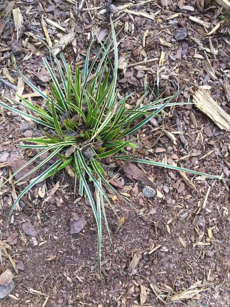 Фото Carex oshimensis - 'Everglow' Full Form (Durham County,NC)-Spring:Carol Tierney