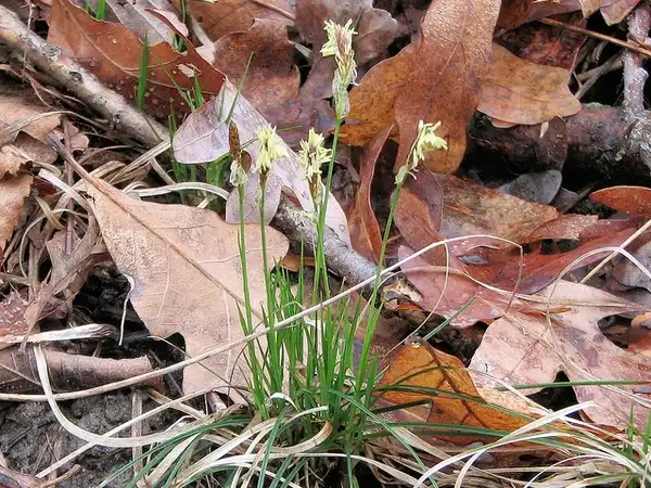 Photo of Carex pensylvanica (Carex pensylvanicas)