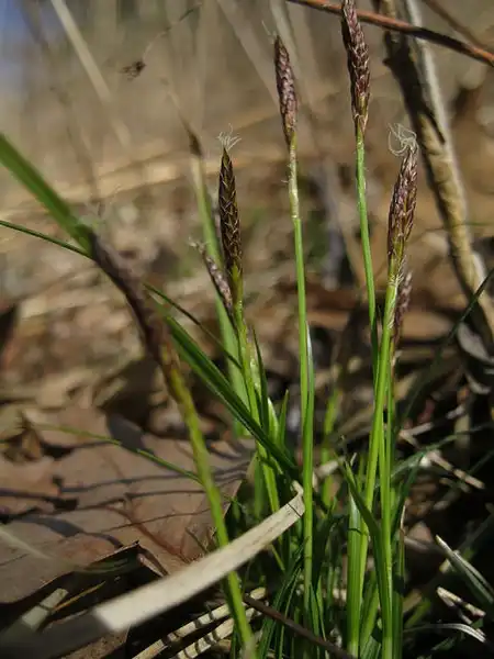 Photo of Carex pensylvanica (Carex pensylvanicas)